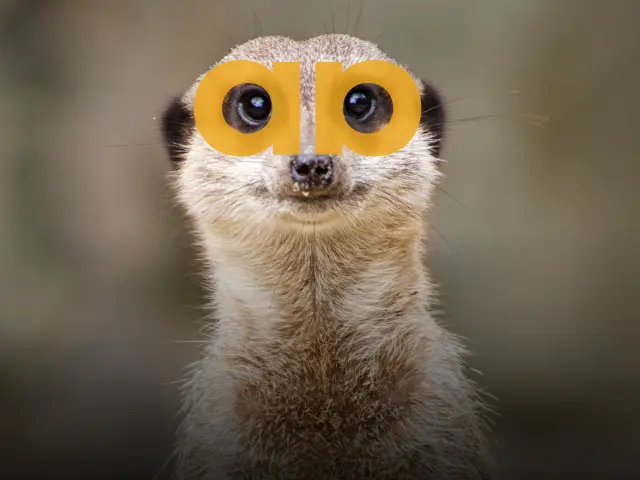 Suricate